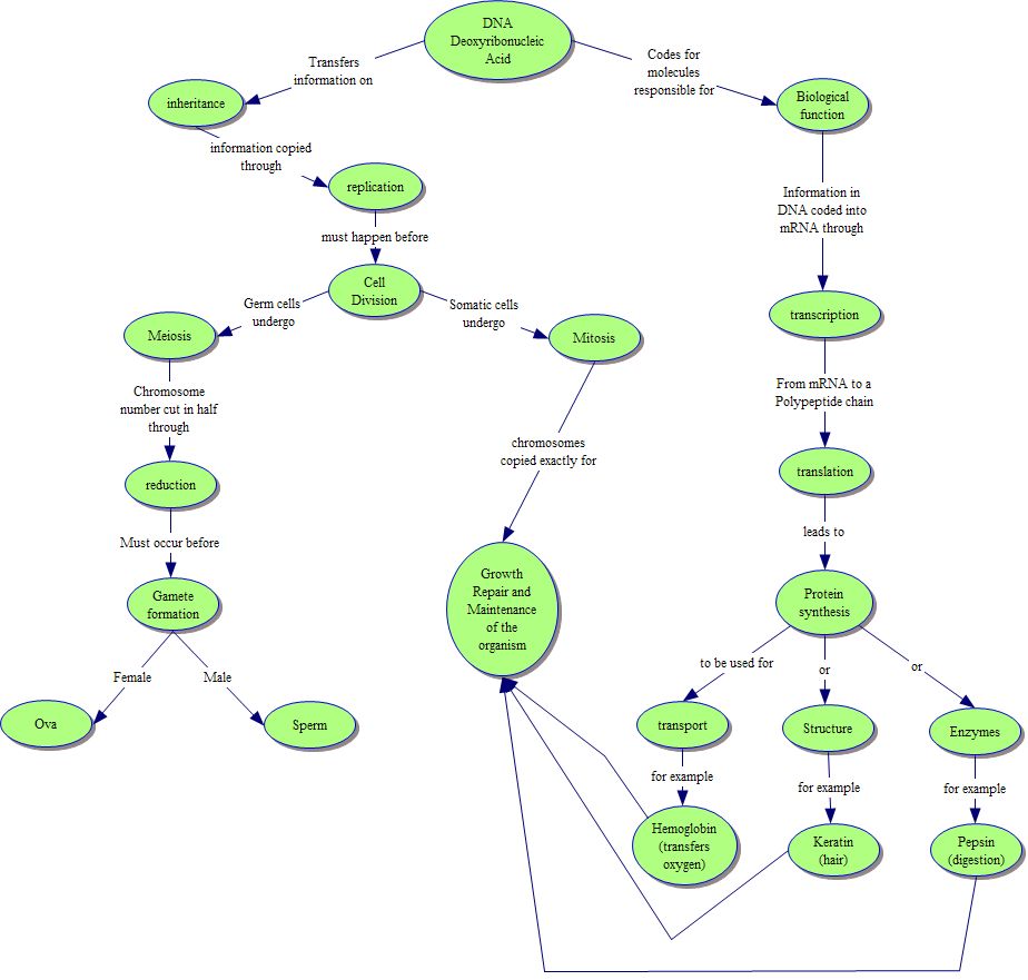 discovery of dna structure concept map